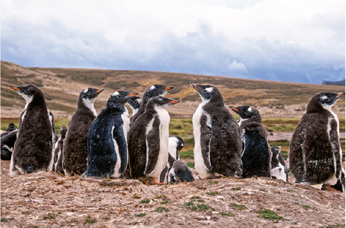Penquins Falklands